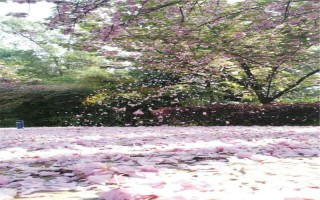025�ο�,�й���ѧ������ѧ��������ࣨ������Ӧ����ѧ����е������켰���Զ�������Դ�붯�����̡���ȫ���̽�կ·96�ţ�רҵѧ��_ѧ��_�ڰ����������������Ʊ���һ��