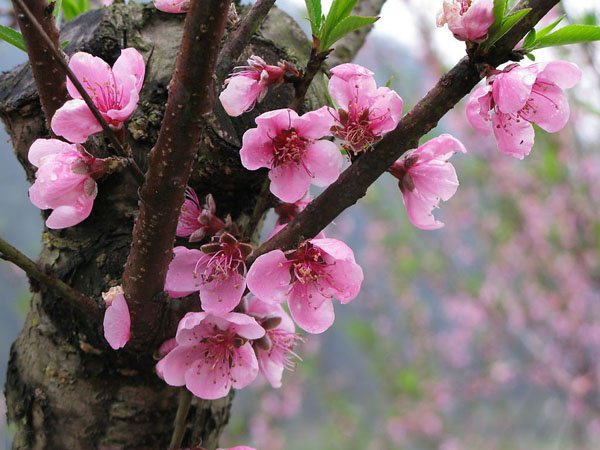 ps图片制作教程