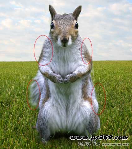 Photoshop创意合成战场上的松鼠教程,PS教程,思缘教程网