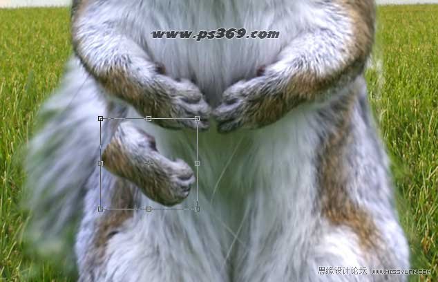 Photoshop创意合成战场上的松鼠教程,PS教程,思缘教程网