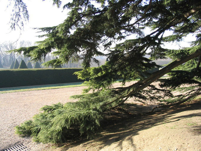 PS合成森林仙子