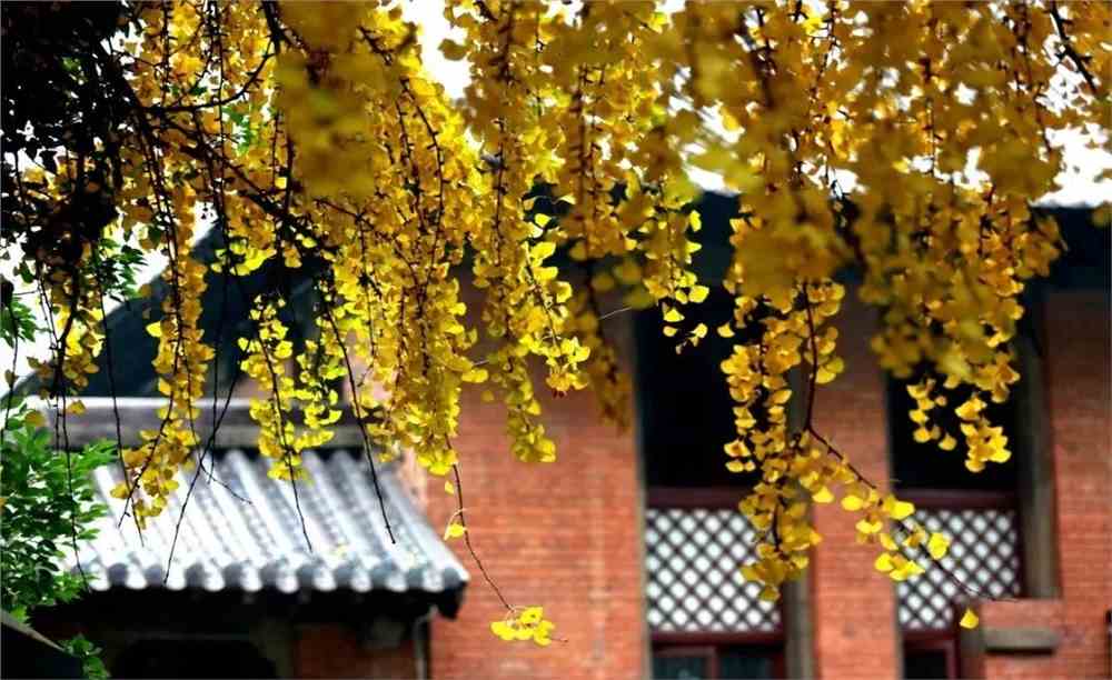 IMG_9422.JPG 湖北中医药大学