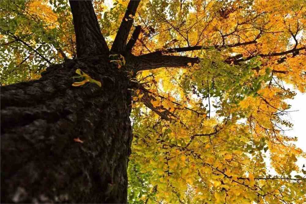 IMG_9427.JPG 湖北中医药大学